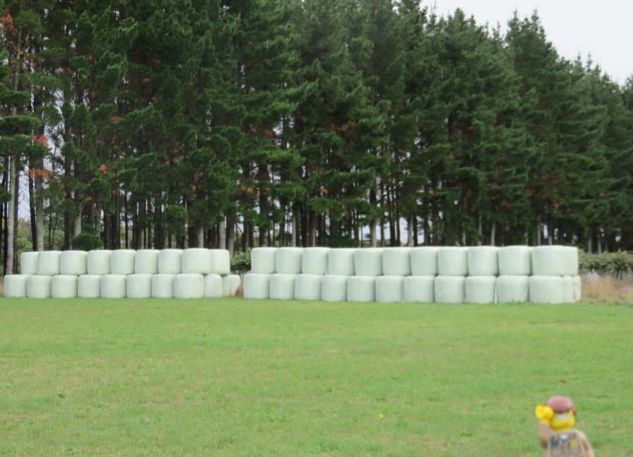 Cipreses que protegen a la flor del kiwi del aire (y lo blanco no son malvaviscos gigantes)..es paja