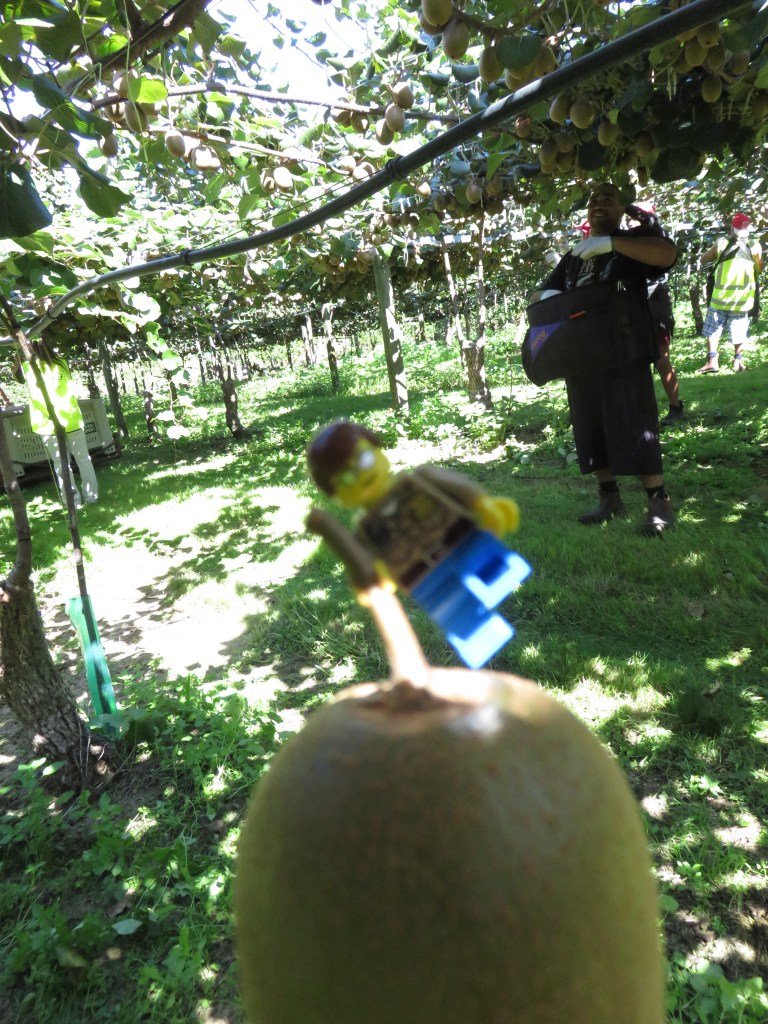 Un lego con su primer Kiwi cosechado!