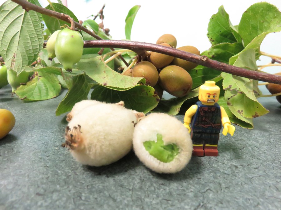 Y muchos kiwis (algunos que hasta pican)