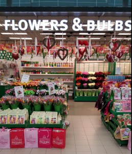 Tulipanes en Holanda